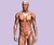 Human anatomy_tiny